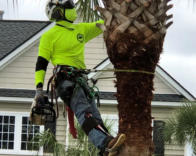 man hanging on tree doing trimming service