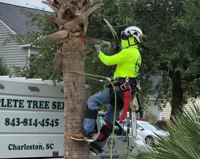 man wearing safety gears and hanging on tree doing trimming service
