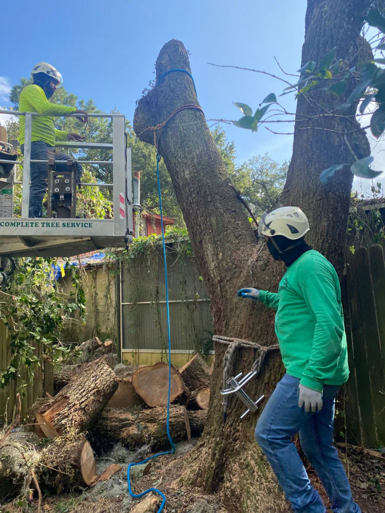 service tree removal